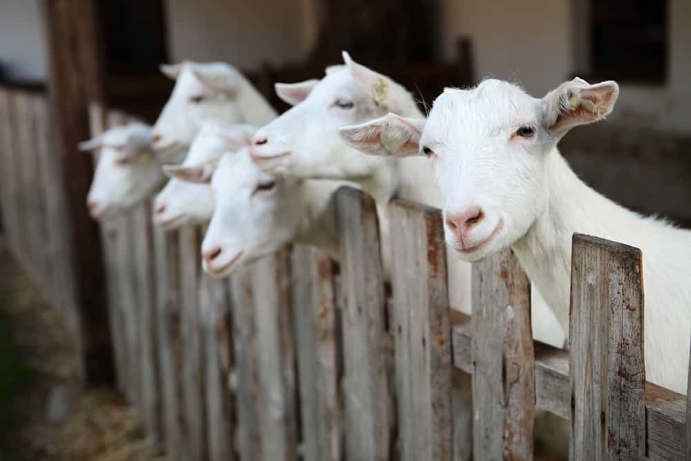 goat fence